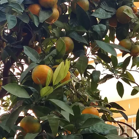 Nicea فندق سلجوك