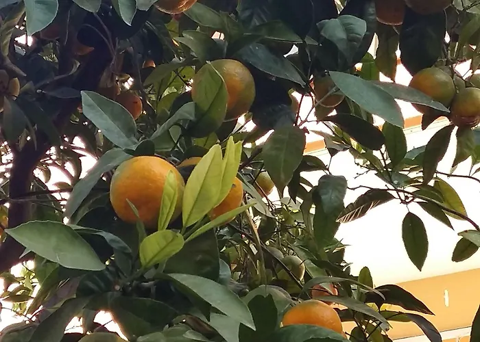 Nicea Hotell Selçuk