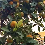 니케아 호텔 셀주크